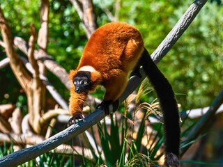 Red Ruffed Lemur Balancing on Branch