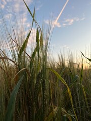The rye is heading in the field and blue sky in the background.