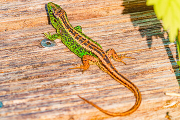 Macro of Lacerta agilis, sand lizard, on wood on a sunny summer day