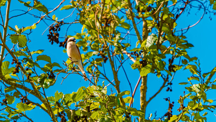 Lanius collurio, red-backed shrike, sitting in a tree on a sunny summer day
