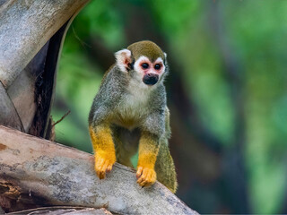 Fototapeta premium Squirrel Monkey Poses on Tree Branch