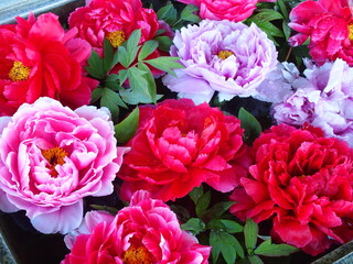 春の手水鉢に浮かぶカラフルなボタンの花