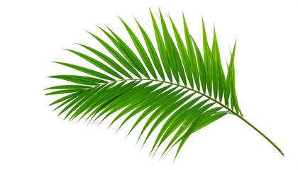 Obraz premium Vibrant green palm frond