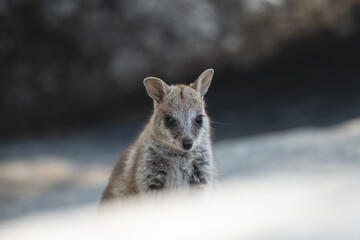 Naklejka premium Portrait of a Young Mareeba Rock-Wallaby – Atherton Tablelands, QueenslandThis portrait captures a baby Mareeba rock-wallaby (Petrogale mareeba) in the heart of the Atherton Tablelands, FNQ