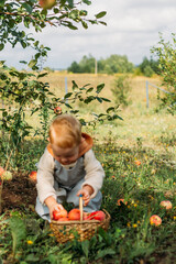 A little red-haired boy collects red apples in his wicker basket. Autumn harvest in the garden