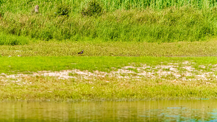 Vanellus vanellus, northern lapwing, on a sunny summer day