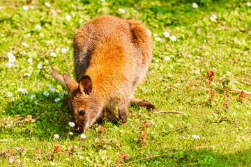 Wallabia rufogrisea rufogrisea, wallaby, on a sunny summer day