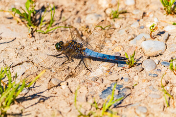 Orthetrum cancellatum, black-tailed skimmer dragonfly, on a sunny summer day
