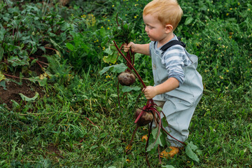 A red-haired boy in a gray jumpsuit holds a freshly pulled beetroot from the garden in two hands. Growing homemade vegetables in an organic garden. Harvesting in the backyard
