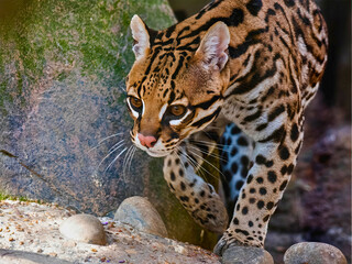 Ocelot Stalks Carefully Across Rocky Forest Floor