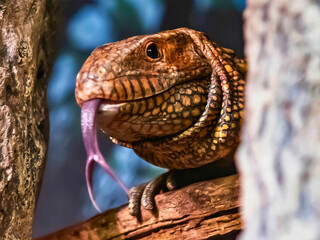 Tegu Lizard with Forked Tongue on Tree Branch