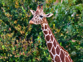 Reticulated Giraffe Poses in Front of Trees