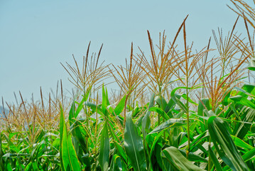 Corn plants blossoming in a field under a sunny sky. Close up the top part of corn plants with space.