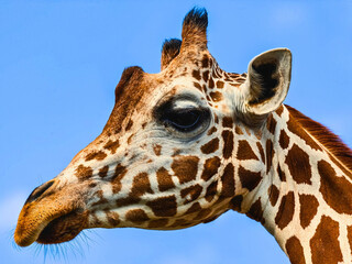 Giraffe in Side Profile Against Clear Blue Sky