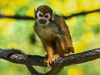 Obraz premium Squirrel Monkey Perched on Branch in Bright Tropical Setting