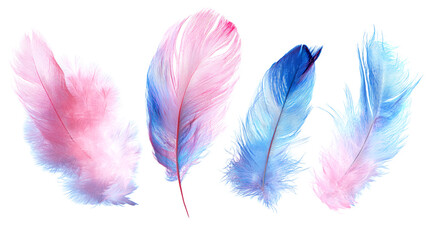 A few pink and blue feathers of different sizes, clipart on a white background