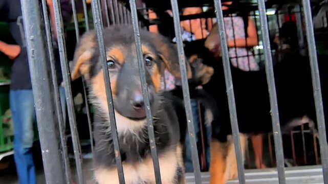 Stray puppy behind cage bars, soft light, adoption theme, emotional rescue scene