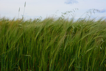 barley Field Swaying in the Wind Under a Cloudy Sky