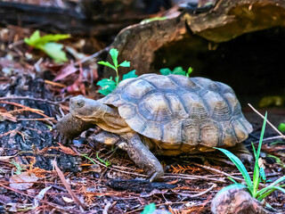 Young Tortoise Walking Across Leaf-Littered Forest Ground