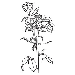 Hand-drawn illustration. Flower line art. Rose flower. Botanical coloring page