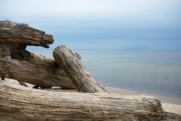 Beautiful view of the sea. Beach with broken trees. Driftwood. Rest near the sea.