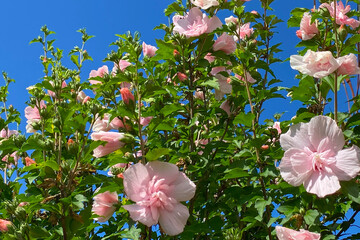 Light pink Rose of Sharon bush displayed with green foliage leaves against a bright vibrant blue sky. Room for copy space