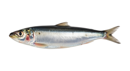 Silver sardine fish displays vibrant colors, showcasing its fresh, natural beauty against a white backdrop