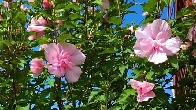 Light pink Rose of Sharon bush displayed with green foliage leaves against a bright vibrant blue sky. Slow motion view of a flowering tree on a windy day