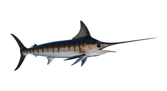 Striking swordfish swims elegantly, revealing dark blue and silver hues with distinctive brown markings on transparent background