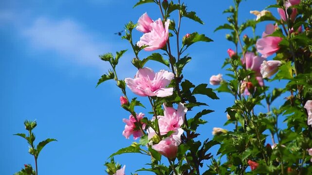 Light pink Rose of Sharon bush displayed with green foliage leaves against a bright vibrant blue sky. Flowering tree on a windy day