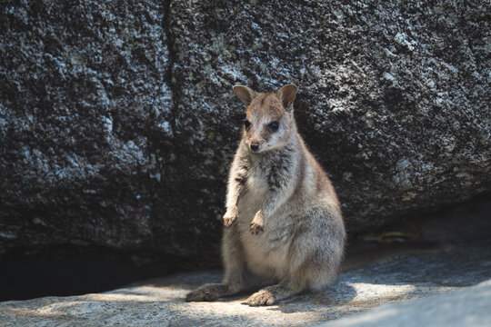 Portrait of a Young Mareeba Rock-Wallaby &ndash; Atherton Tablelands, Queensland


This portrait captures a baby Mareeba rock-wallaby (Petrogale mareeba) in the heart of the Atherton Tablelands, FNQ