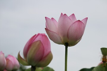 Fototapeta premium 蓮の花 夏の日