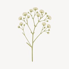Naklejka premium Delicate botanical floral illustration