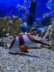 coral reef fish that survive by eating plankton and small fish