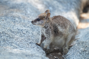 Portrait of a Young Mareeba Rock-Wallaby – Atherton Tablelands, Queensland


This portrait captures a baby Mareeba rock-wallaby (Petrogale mareeba) in the heart of the Atherton Tablelands, FNQ