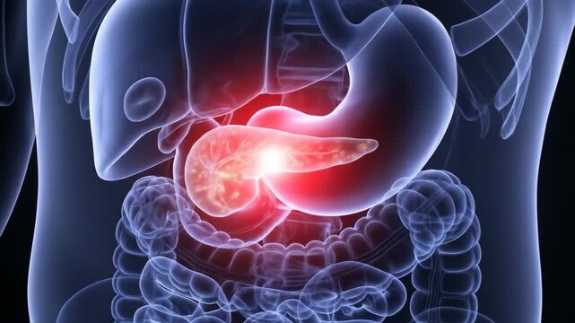 Detailed 3D animation of the human pancreas highlighted with a red glow, indicating pain or disease within the abdominal cavity.