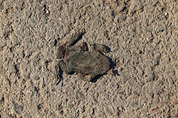 Mummified remains of a frog on the asphalt after being hit by a car
