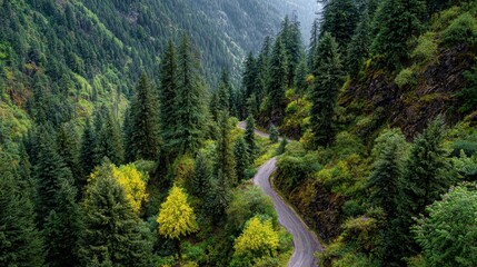 Winding through a lush green valley adorned with evergreen trees and vibrant autumn foliage, a road captures the serene beauty of the cascade mountains