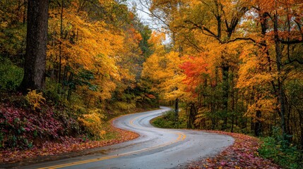 Obraz premium Winding wet asphalt road cutting through autumn forest, revealing vibrant fall landscape with golden, orange, yellow, and crimson leaves surrounding roadway