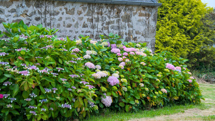 Full blooming hydrangeas in summer, pastel colours