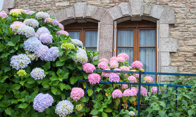 Hydrangea flowers in full bloom on the background of a stone wall