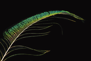 Vibrant peacock feather fragment glowing against a deep black background.