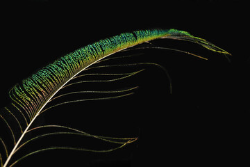 Vibrant peacock feather fragment glowing against a deep black background.