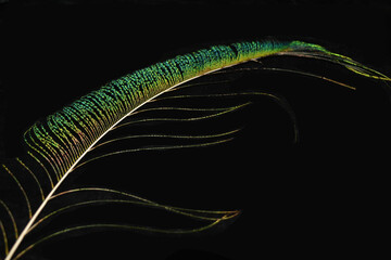 Vibrant peacock feather fragment glowing against a deep black background.