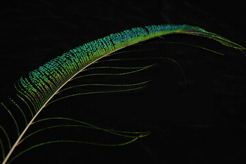 Vibrant peacock feather fragment glowing against a deep black background.