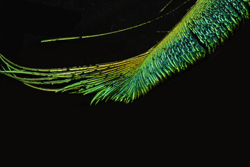 Vibrant peacock feather fragment glowing against a deep black background.