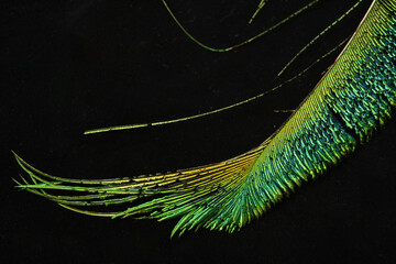 Vibrant peacock feather fragment glowing against a deep black background.