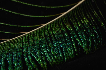 Macro shot of vibrant peacock feather glowing in shimmering light