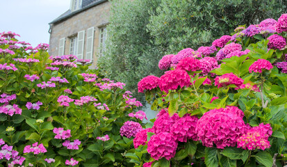 Hydrangea flowers in full bloom on the background of a stone wall