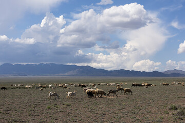 Spring steppe in Kazakhstan with grazing sheep